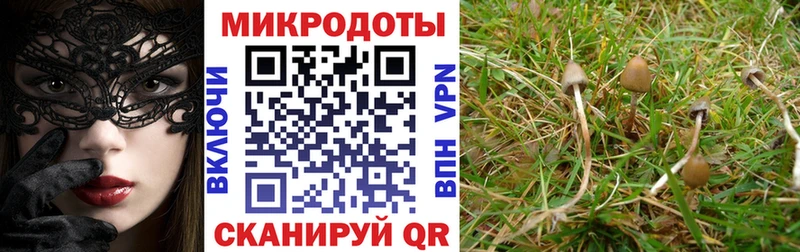 Псилоцибиновые грибы Psilocybine cubensis  как найти закладки  Петропавловск-Камчатский 